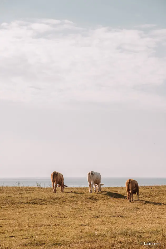 cows grazing on a field near Ale Stenar, Ystad Sweden