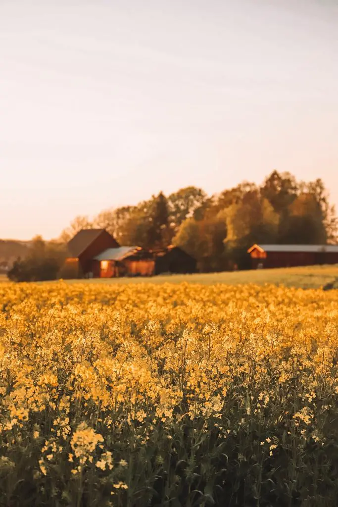 Swedish rapeseed field at sunset