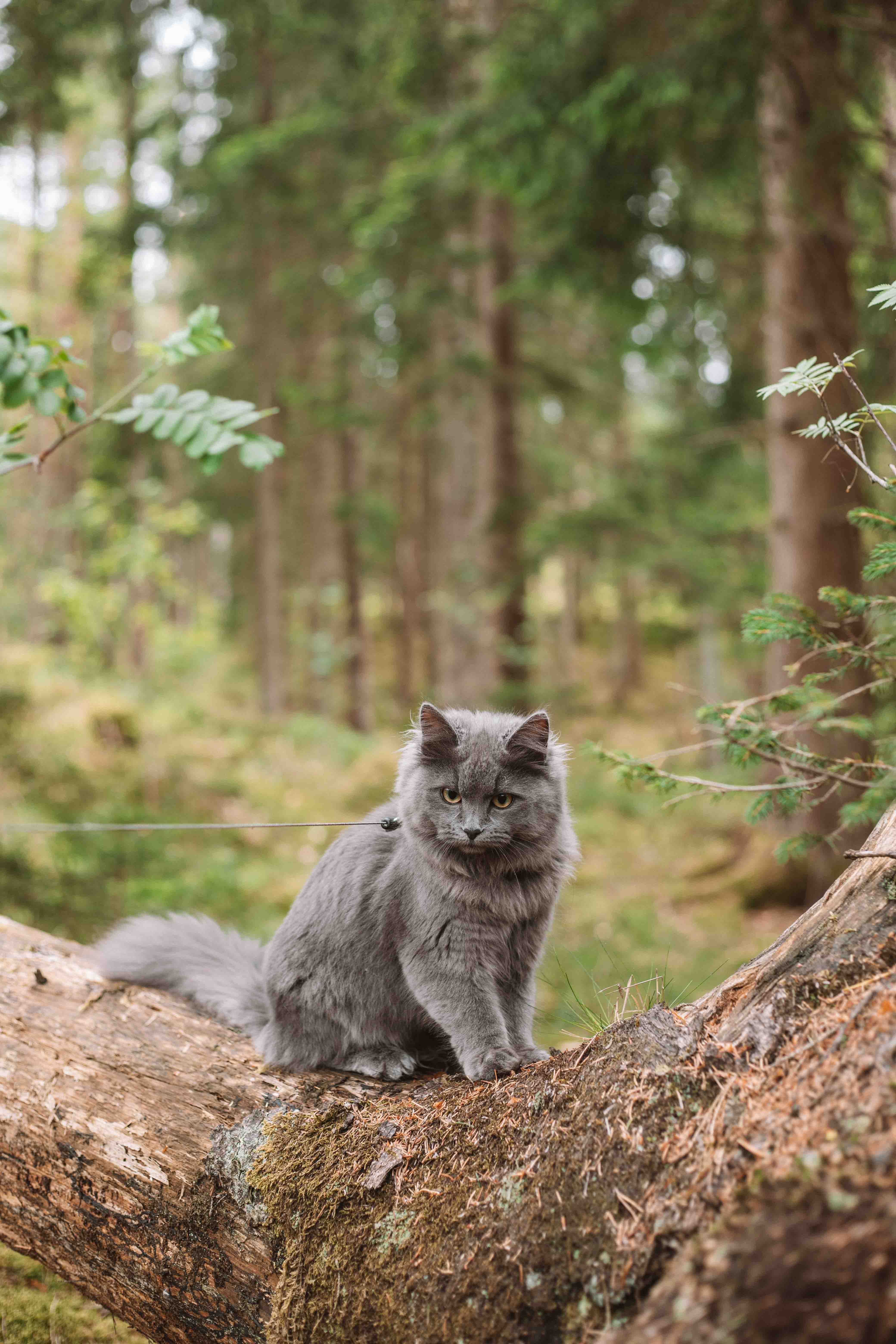 cat on a log in the forest 